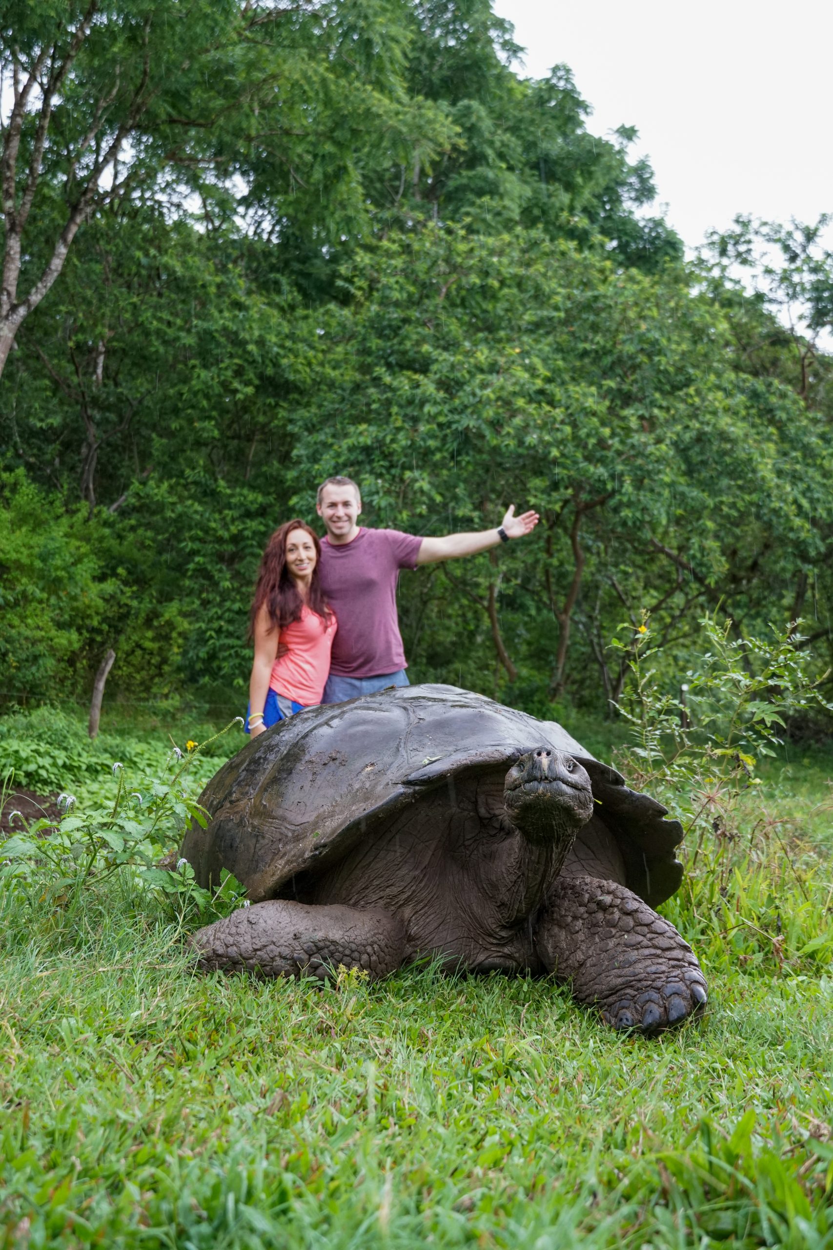 Couple standing behind a very large tortoise