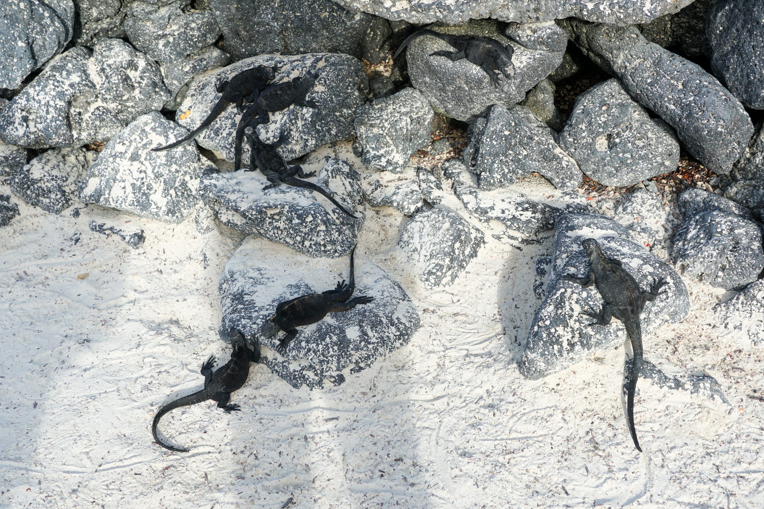 Multiple galapagos lizards sunbathing on rocks