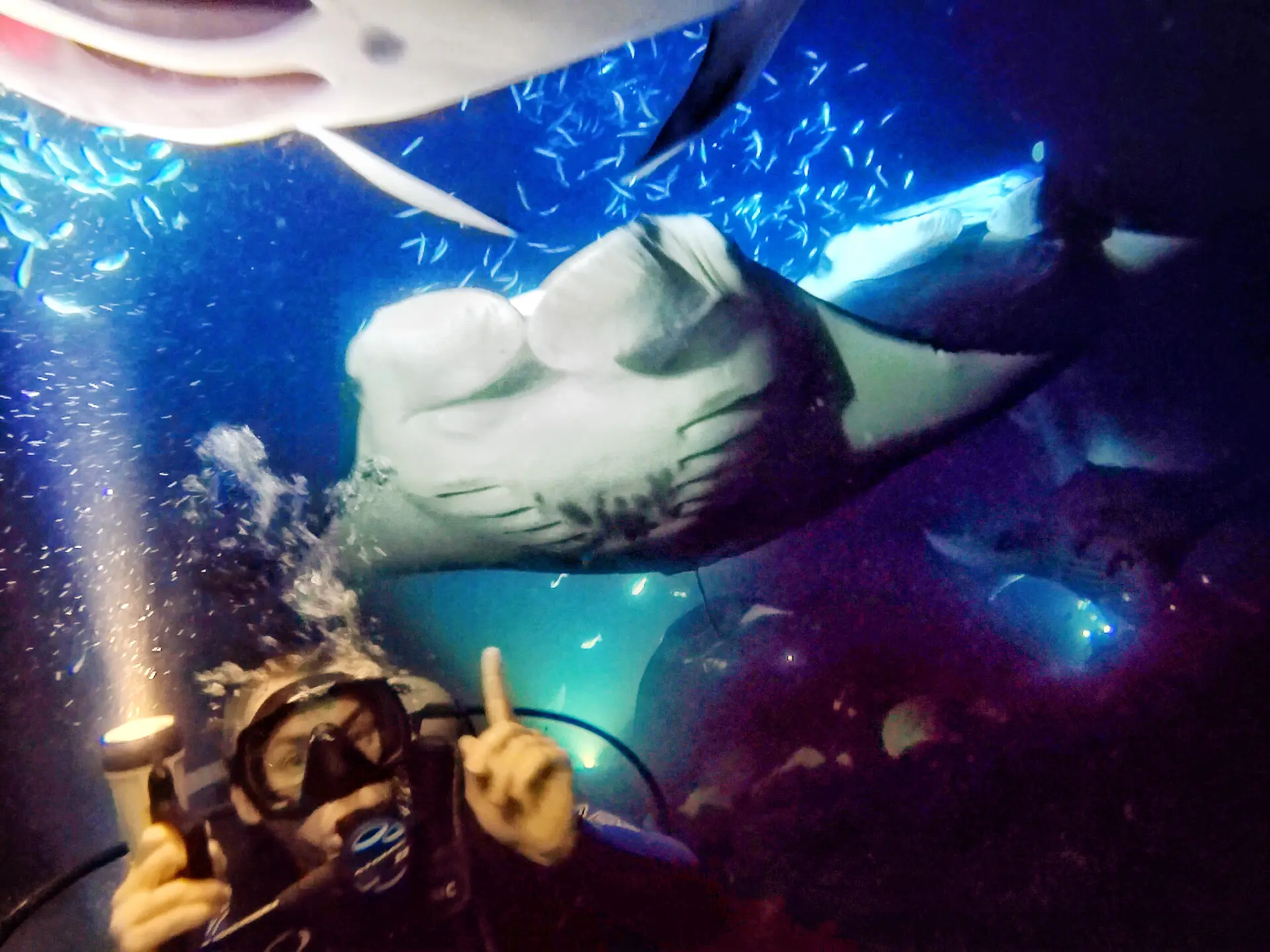 4 Days 3 Nights Manta Ray Adventure