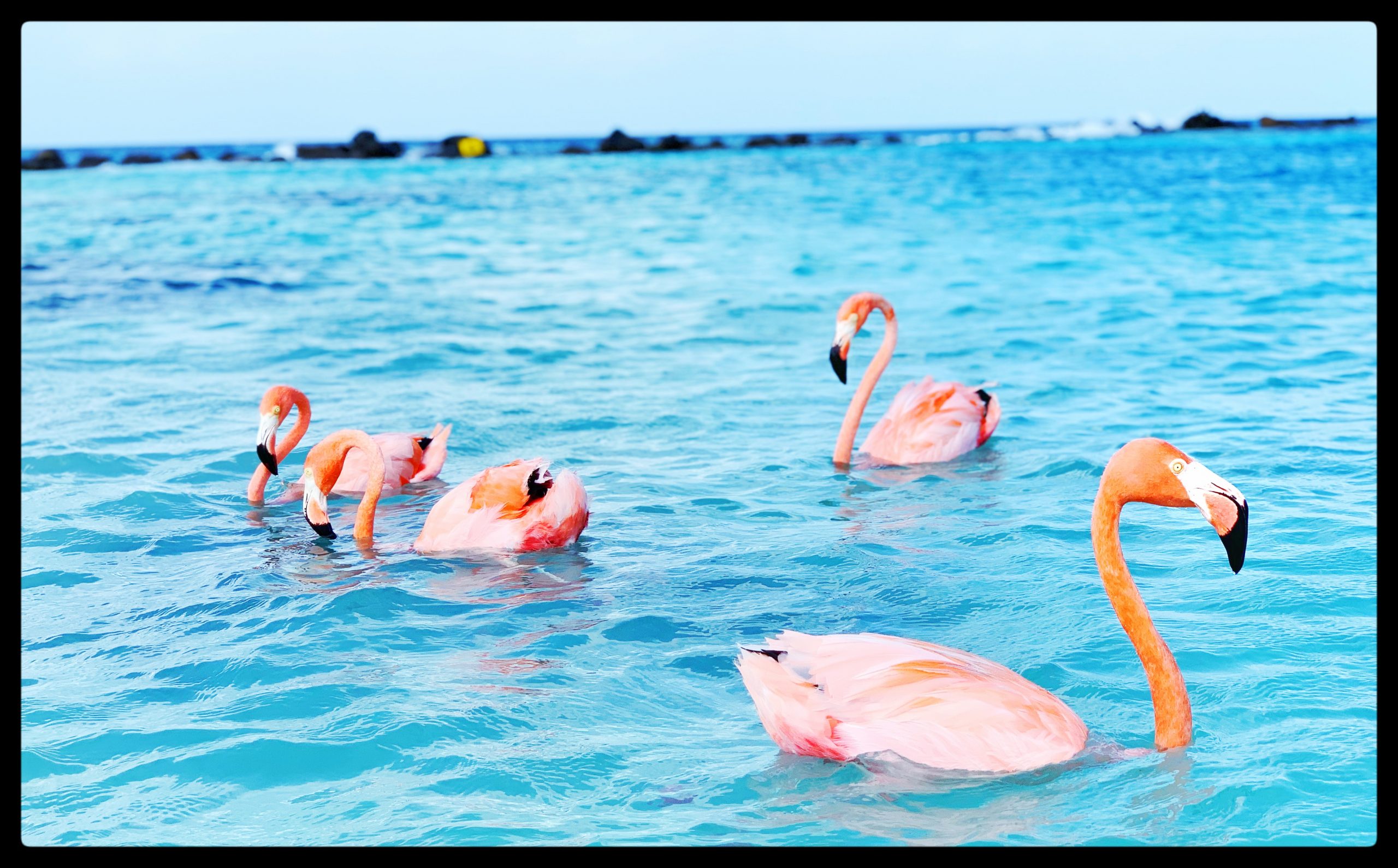 4 flamingos sitting in the water at Flamingo Island, Aruba.