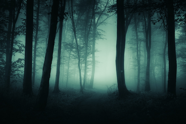 Eerie forest