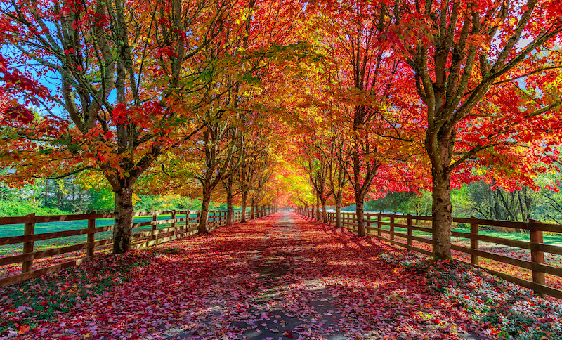 Autumn trees lining driveway